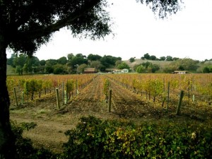 The Lincourt vineyard: How fine are you letting *your* wine be? (Image: AS)