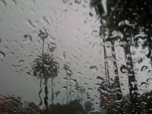 Where there's palm trees and rain...