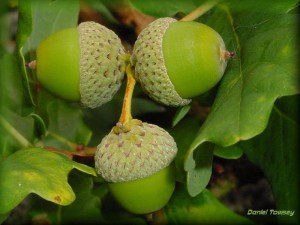 What's inside the acorn and you? (Image: Daniel Towsey, TrekEarth.com)