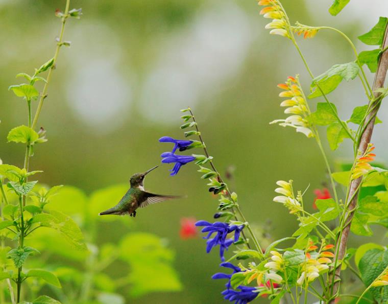 Beauty? Peace? Gratitude? Choose a word or phrase for the year that speaks to how you want to live. (Image: Ken Spencer, Hummingbird)